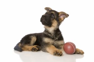 curious-puppy-with-ball
